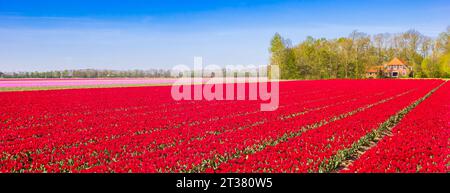 Panorama der roten Tulpenblüten in Noordoostpolder, Niederlande Stockfoto