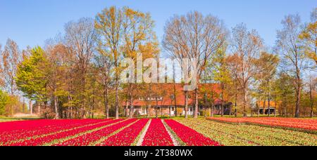 Panorama von bunten Tulpen und Bäumen auf einem Bauernhof in Noordoostpolder, Niederlande Stockfoto