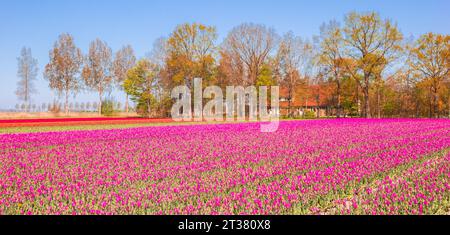 Panorama von bunten rosa Tulpen und Bäumen auf einem Bauernhof in Noordoostpolder, Niederlande Stockfoto