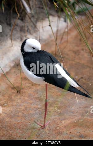 Schwarzflügel-Stelze im Adelaide Zoo in Australien Stockfoto