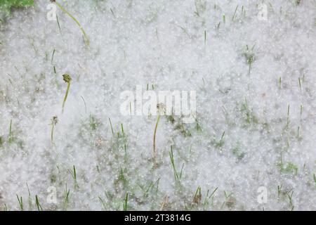 Taraxacum officinale – Löwenzahn Pflanzen und freigesetzte, windgepeitschte Samen sammelten sich im Frühjahr auf dem Rasen an. Stockfoto