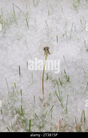 Taraxacum officinale – Löwenzahn-Pflanze mit Samenkopf und freigesetzten, windgepeitschten Samen, die sich im Frühjahr auf dem Rasen angesammelt haben. Stockfoto