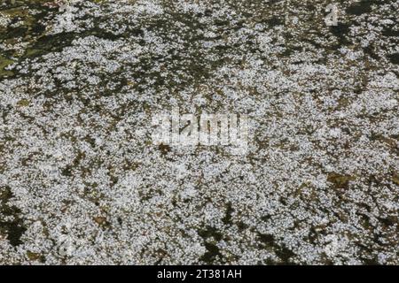 Freigesetztes windgeblasenes Taraxacum officinale - Löwenzahn-Samen sammelten sich im Frühjahr auf der Teichoberfläche an. Stockfoto