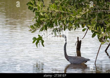 Dreifarbiger Reiher, Egretta Trikolore ruht im Wasser, im Schatten der Blätter einiger Zweige. Foto gemacht im Celestún geschützten Natu Stockfoto