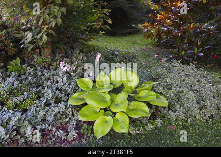 Hosta-Pflanze und anderes Grün für Shade Garden Stockfoto