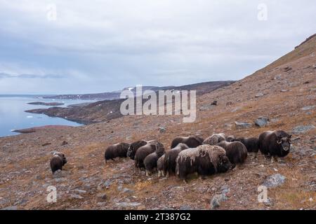 Herde von wildem Moschusochsen in Grönland Stockfoto