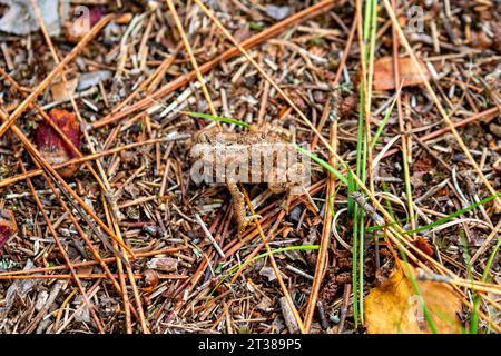 Amerikanische Kröte (Bufo americanus), die seine Farben mit dem Boden verschmilzt, horizontal Stockfoto