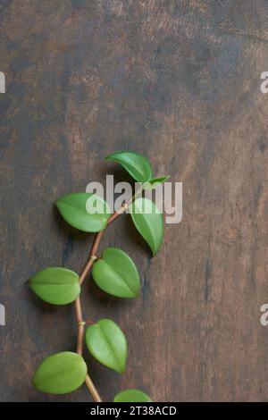 hoya carnosa oder chelsea Laub, alias Wachspflanze oder Porzellanblume, attraktive Rebe mit grünen Blättern isoliert auf rustikalem hölzernem Hintergrund Stockfoto