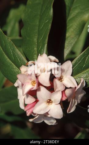 NAHAUFNAHME VON DAPHNE BHOLUA (DAPHNE BHOLUA) "JAQUELINE POSTILL". Stockfoto