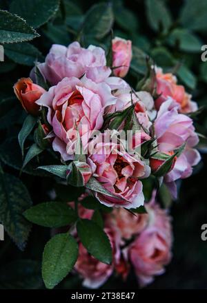 Rosa Blüten auf einem Rosenstrauch im Garten Stockfoto