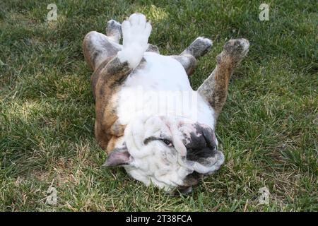 Englischer Bulldog auf dem Rücken, der auf Gras rollt. Stockfoto