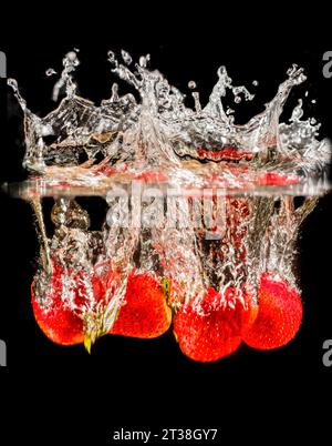 Erdbeeren, die mit schwarzem Hintergrund ins Wasser spritzen Stockfoto