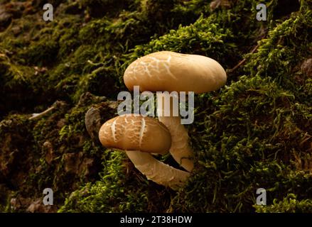 pappelpilz in der Natur. Cyclocybe aegerita, Agrocybe cylindracea, Agrocybe aegerita Stockfoto