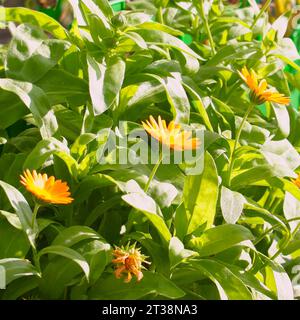 Orangenblumen blühen Marigolds. Weichzeichner. Selektiver Fokus Stockfoto