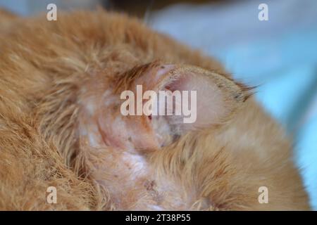 Die Hände des Tierarztes zeigen die Ohrmuschel einer Katze, die mit einer Ohrmilbe infiziert ist, Nahaufnahme. Orange gestreifte Katze mit verwundetem Ohr. Hochwertige Fotos Stockfoto