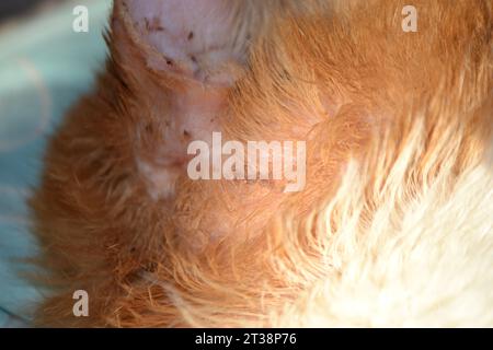 Die Hände des Tierarztes zeigen die Ohrmuschel einer Katze, die mit einer Ohrmilbe infiziert ist, Nahaufnahme. Orange gestreifte Katze mit verwundetem Ohr. Hochwertige Fotos Stockfoto