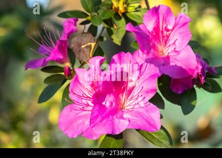 Wunderschöne rosa Azaleen in den Hamilton Rhododendron Gardens in Hiawassee, Georgia. (USA) Stockfoto