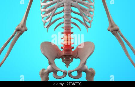 Anatomie der menschlichen Wirbelsäule. Schmerzen im unteren Rücken und menschliche Rückenschmerzen Stockfoto