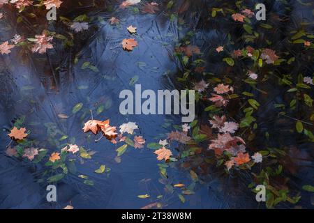 Gelbes Herbstlaub auf Wasseroberfläche in einem Teich, der mit Eis bedeckt ist. Stockfoto