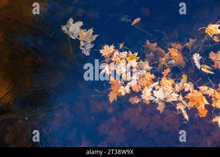 Gelbes Herbstlaub auf Wasseroberfläche in einem Teich, der mit Eis bedeckt ist. Stockfoto