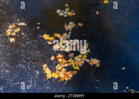 Gelbes Herbstlaub auf Wasseroberfläche in einem Teich, der mit Eis bedeckt ist. Stockfoto