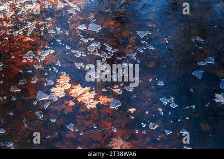 Gelbes Herbstlaub auf Wasseroberfläche in einem Teich, der mit Eis bedeckt ist. Stockfoto