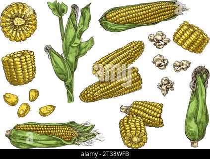 Handgezogener Mais. Vintage-Ohr von Zuckermaisskizze, Maiskolben, Körner und Popcorn-Vektor-Illustration Set Stock Vektor