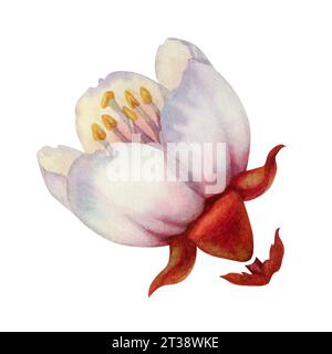Aquarellblühende Aprikosenzweige mit weißen und rosa Blüten. Wunderschöne Illustrationen auf weißem Hintergrund Stockfoto