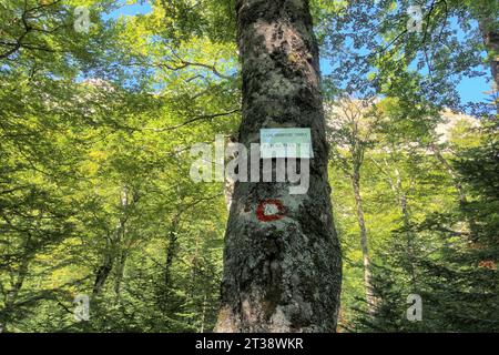 Schild mit Text „NATURPARK PIVA“ und Trial Markierungen auf einem Baum entlang des Fußweges zum Trnovacko See in Montenegro vom Sutjeska Nationalpark in Bo Stockfoto