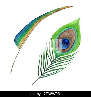 Aquarellgrün blaue Pfauenfedern Set von handgezeichneten Illustrationen isoliert auf weißem Hintergrund. Stockfoto