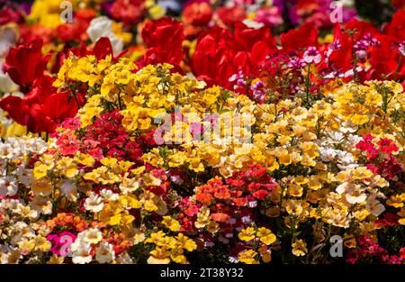 Kashmir's Kaleidoscope: Das zauberhafte Tulpenfest im Indira Gandhi Tulip Garden Stockfoto