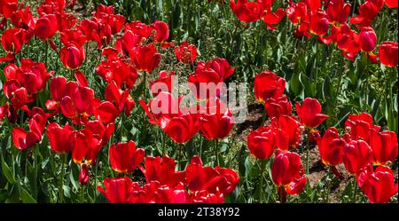 Kashmir's Kaleidoscope: Das zauberhafte Tulpenfest im Indira Gandhi Tulip Garden Stockfoto