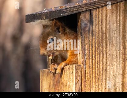 Entzückendes und lustiges kleines schottisches Eichhörnchen, das in einer Erdnussbox auf einem Baum sitzt und eine Nuss isst Stockfoto