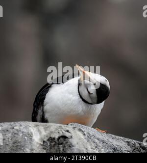 Horned Puffin (Fratercula corniculata) im Zuchtgefieder, der Kopf auf Felsen schüttelt, Alaska, USA. Vertikales Format. Stockfoto