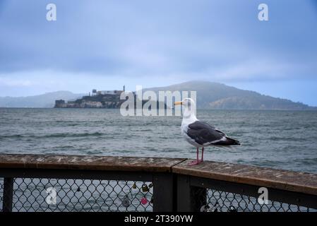 Eine Western Gull auf einem Pier an der San Francisco Bay, mit Alcatraz Island im Hintergrund Stockfoto