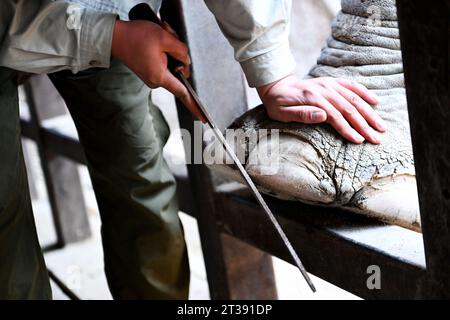 QINGDAO, CHINA - 24. OKTOBER 2023 - Ein Tierarzt schneidet die Zehennägel eines asiatischen Elefanten in der Forest Wildlife World in Qingdao, der ostchinesischen Shand Stockfoto