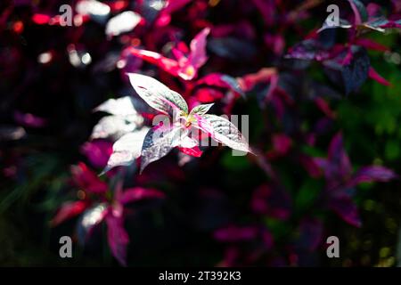 Close Up Look Of Aerva Sanguinolenta Pflanzung Mit Seiner Leuchtend Roten Blätter Farbe Als Bodenabdeckung Im Garten Im Freien. Red Aerva Sanguinolenta (L.) Blume Stockfoto