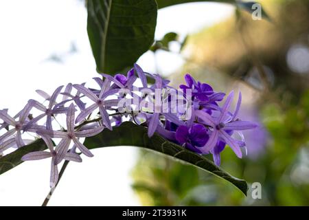 Nahaufnahme der Petrea Volubilis-Blüten, bekannt als der Purple Wreath. Violette Blume. Stockfoto