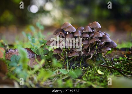 Gruppe von Pilzen (wahrscheinlich Psathyrella pygmaea) mit braunen Kappen und dünnen weißen Hohlstämmen im Moos unter Bäumen in einem Laubwald, Kopie Spac Stockfoto