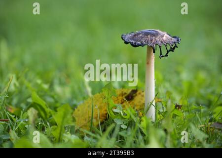 Shaggy Tuschkappenpilz (Coprinus comatus) wächst auf einer grünen Wiese, wobei die Kiemen unter der Kappe Erz zerkleinern und zu einer schwarzen Flüssigkeit schmelzen, die mit gefüllt ist Stockfoto