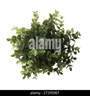 Nahaufnahme einer Sukkulenten Pflanze, isoliert auf weißem Hintergrund. Echte Fotografie auf dem weißen Background. Sedum, Stonecrop. Stockfoto