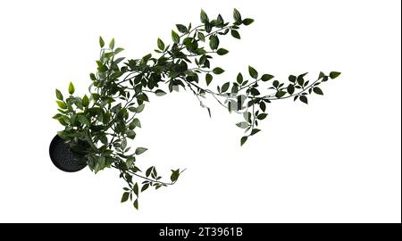 Nahaufnahme der nachlaufenden Weinbaupflanze, isoliert auf weißem Hintergrund. Echte Fotografie auf weißem Hintergrund. Efeupflanze im Topf. Stockfoto