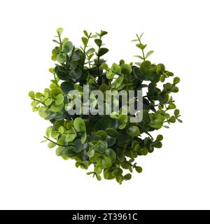 Nahaufnahme einer Sukkulenten Pflanze, isoliert auf weißem Hintergrund. Echte Fotografie auf dem weißen Background. Sedum, Stonecrop. Stockfoto