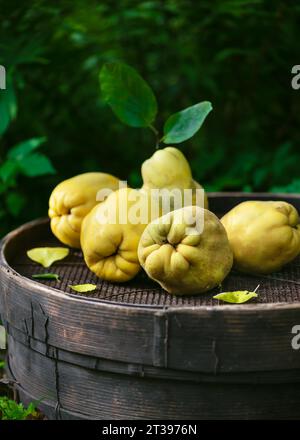 Stillleben mit frischen gelben Quittenfrüchten auf einem rustikalen Gartensieb im Spätherbst. Dunkler, rustikaler Stil. Selektiver Fokus. Stockfoto