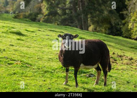 badger sieht walisischen Bergschafen gegenüber Stockfoto