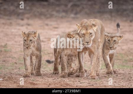 Ein Jungtier kuschelt sich an Mama SÜDAFRIKA, AUFBAUENDE Bilder zeigen einen Löwenstolz, der scheinbar glücklich ist, eine Dusche zu genießen, als sie in einem mächtigen afrikanischen Re gefangen wurden Stockfoto