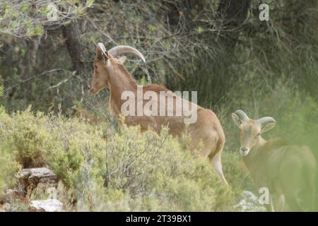 Capra pyrenaica, Bergziege zwischen Büschen und Kiefern im Präventivorium von Alcoi, Spanien Stockfoto