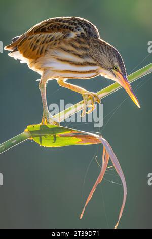 Ixobrychus minutus inmitten von Schilf in einer sumpfigen Umgebung, die die Umgebung in Castilla La Mancha genau beobachtet Stockfoto