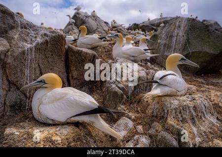 Eine riesige Kolonie nördlicher Tölpel (morus bassanus), die auf zerklüfteten Klippen am Meer in Irland nistet Stockfoto