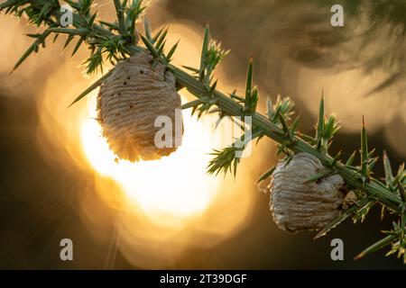 Von oben Nahaufnahme eines grünen Baumzweigs mit stacheligen Dornblättern und Mini-hängenden Zwillingskokons gegen verschwommenes reflektierendes Licht auf gelbem Hintergrund Stockfoto